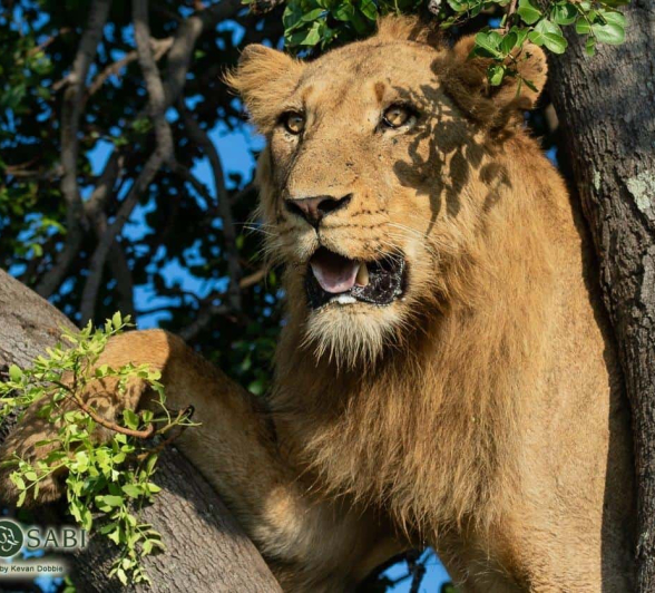 07Kevan Dobbie Young Talamati Male 210319 Final