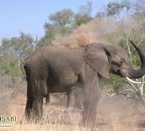 29Ronald Mutero Elephant 17082019 1 FINAL 29Ronald Mutero Elephant 17082019 1 FINAL