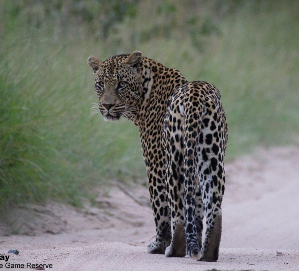 30Louise Murray Nweti 27022021 1 FINAL