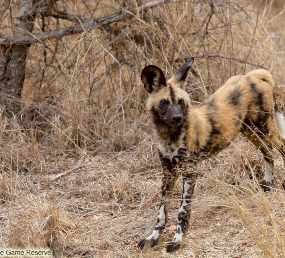 A11Amy Leigh Wild Dog 1 290921 Edit Final