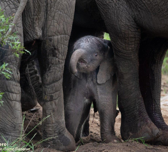 B05ronald Mutero Elephant 27112021 6 Final