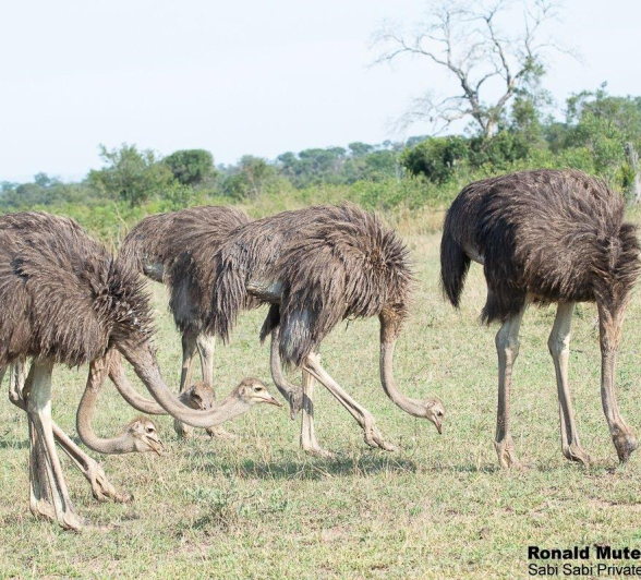 A07ronald Mutero Ostrich 14042022  3 Final