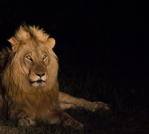 Styx Male.Franna 1 Of 1