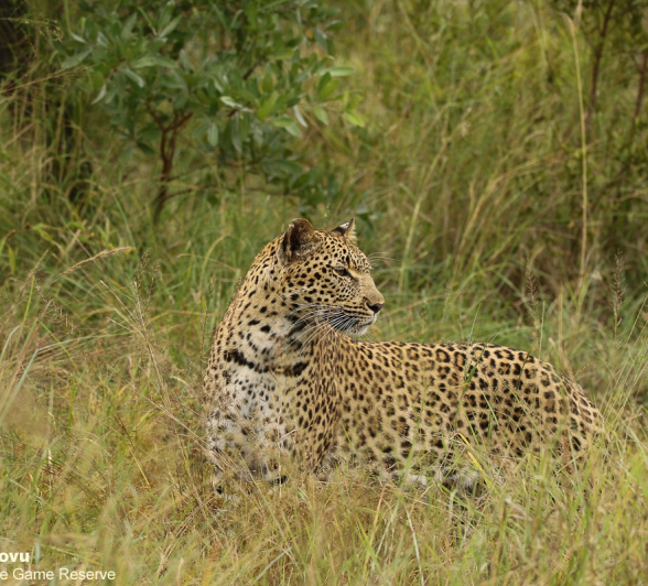 22andries Leopard.kegelia 140421 5 Final 22andries Leopard.kegelia 140421 5 Final
