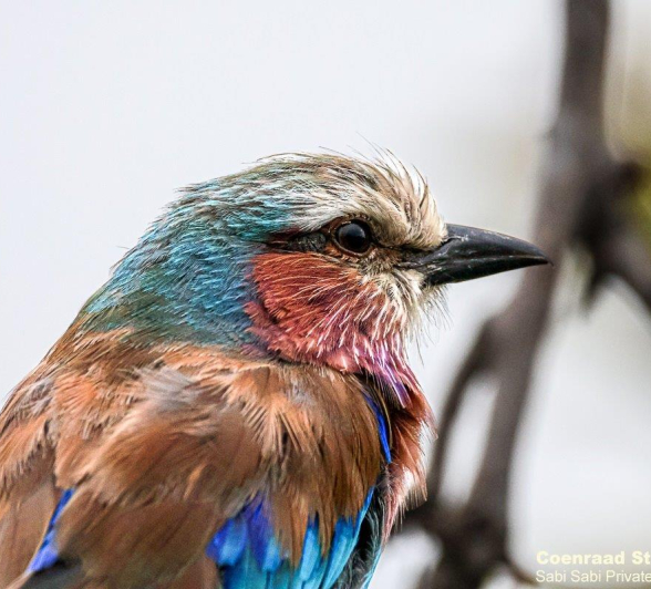 A03Coenraad Stapelberg LBR 311222 1 Final