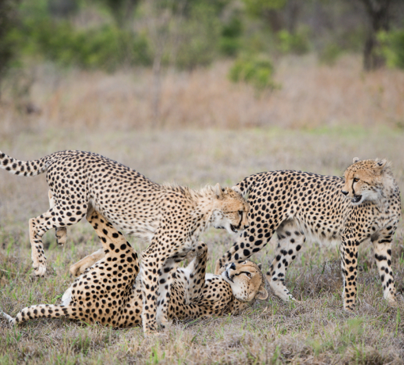 Cheetah 2 Cheetah 2