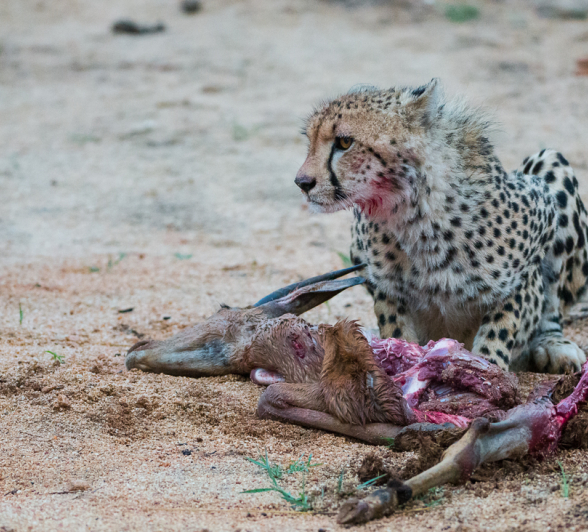 Cheetah Cub Kill