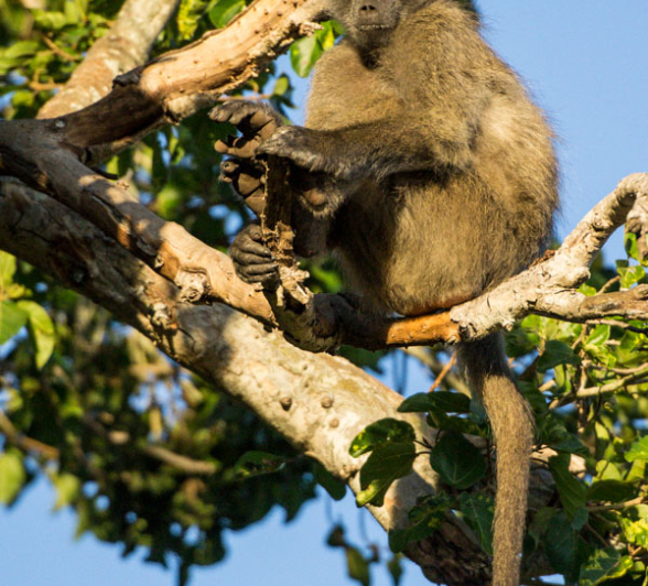 Baboons 2 Baboons 2