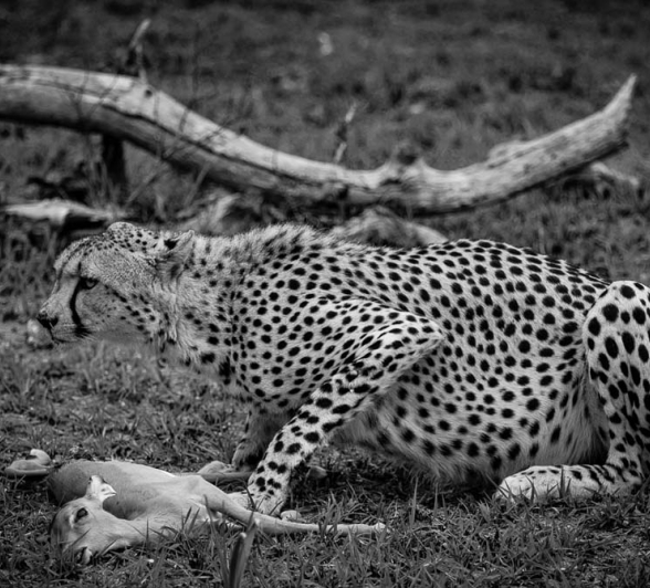 08Cheeyah Kill2 08Cheeyah Kill2