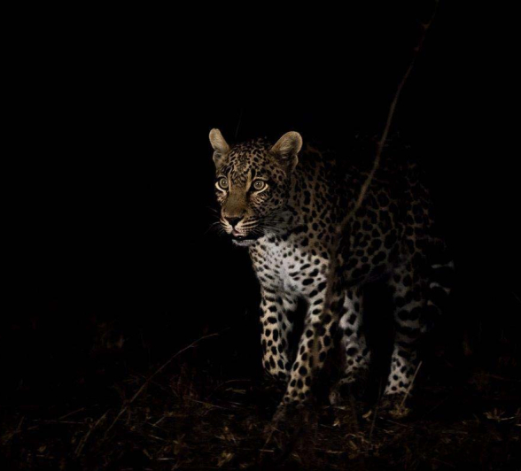 11Sheldon Hooper Totowa On The Prowl 2 11Sheldon Hooper Totowa On The Prowl 2