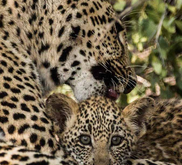 43Greg Heasman Female Leopard Cub Little Bush Female 31 03 18 10 Final 43Greg Heasman Female Leopard Cub Little Bush Female 31 03 18 10 Final