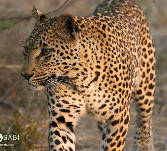 25Steff McWilliam Ntsumi 06062019 2 Final 25Steff McWilliam Ntsumi 06062019 2 Final