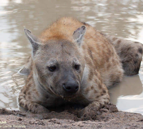 48Brett Heasmna Hyena 14042020 3 Final