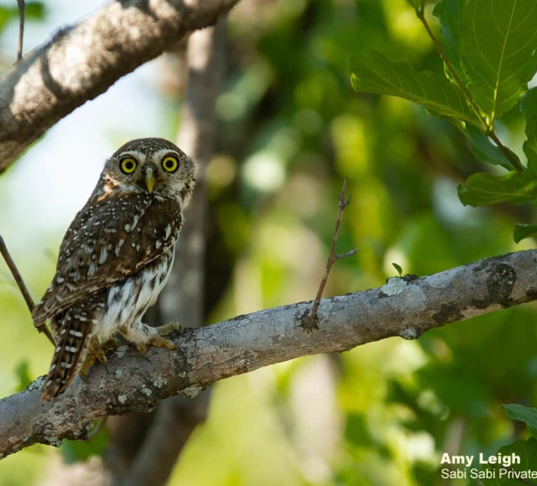 03Amy Leigh Pearl Spotted Owlet 1 151120 Final