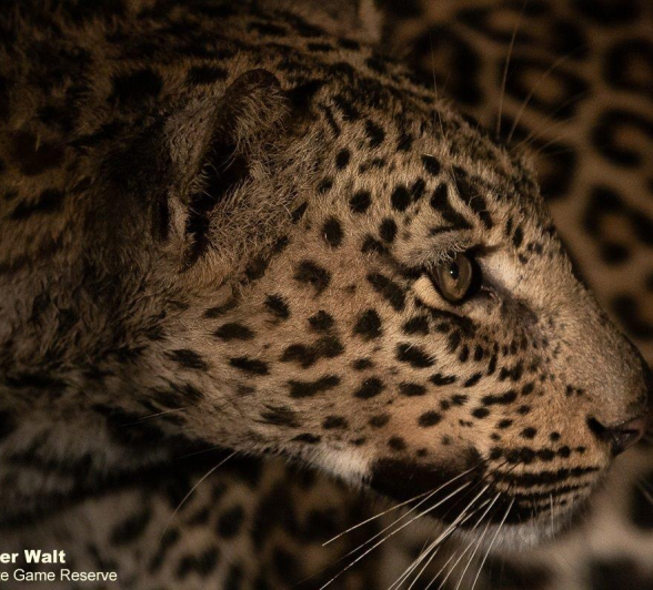 22Tyron Van Der Walt Leopard 100521 2 Final