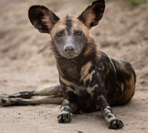 A39Graeme Stewart Wild Dog 230122 Final