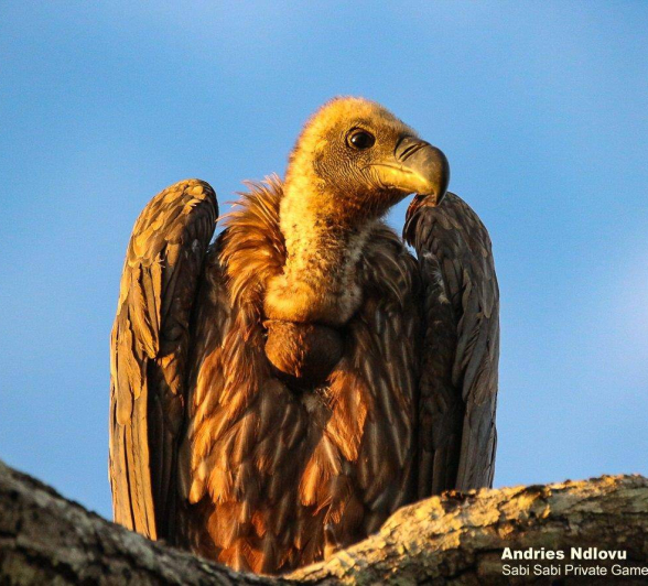 09andries.ndlovu Vulture.whitebacked 8.3.20 Final 09andries.ndlovu Vulture.whitebacked 8.3.20 Final