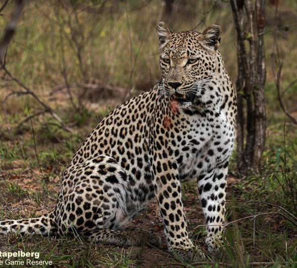 A04Coenraad Stapelberg Ntsumi 141222 4 Final