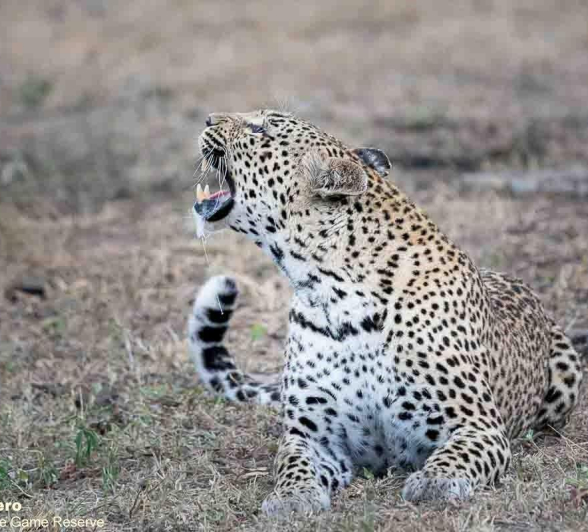 A11ronald Mutero Keegelia And Cub 16122022 7 Final