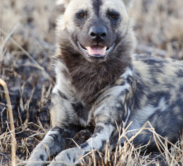Wild Dogs 3 Wild Dogs 3