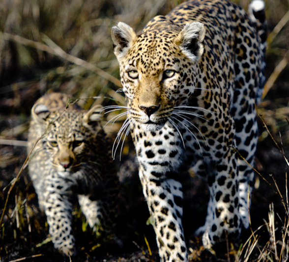 Nottins Cub 5 Nottins Cub 5