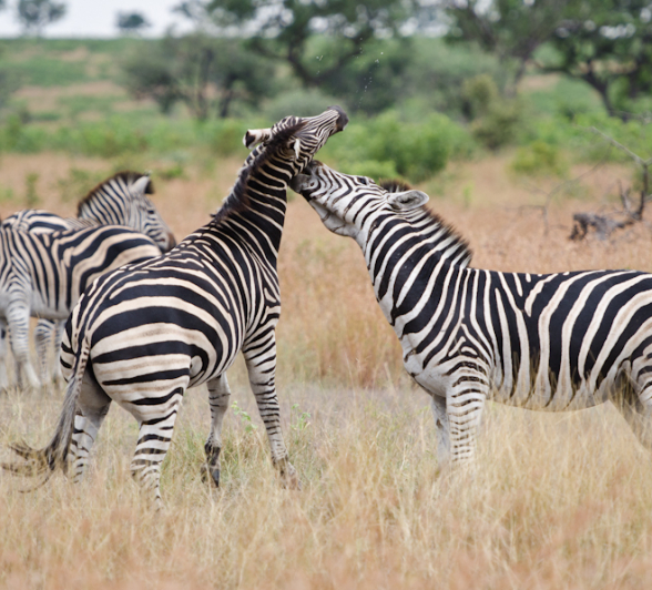 Zebra Fight 3 Zebra Fight 3