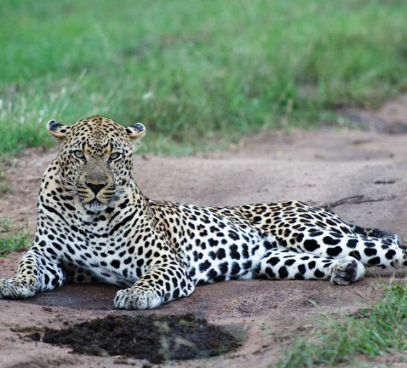 Leopards Mating 5 Leopards Mating 5