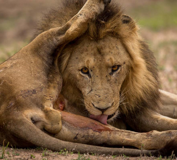11Pravir Patel Lion03 11Pravir Patel Lion03