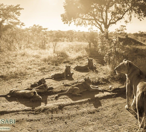 34Terry Ennever SP16517 4 Final