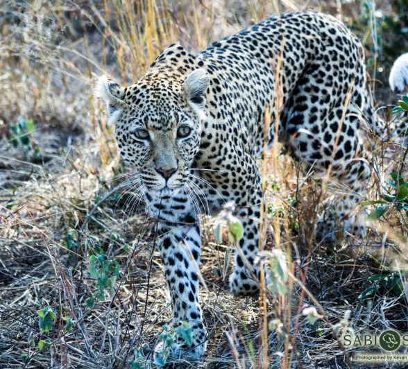 19Kevan Dobbie WD Female 01 Final