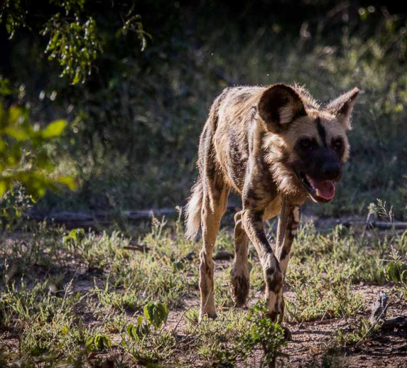 25 Kevan Dobbie Wild Dog 070118 2 25 Kevan Dobbie Wild Dog 070118 2