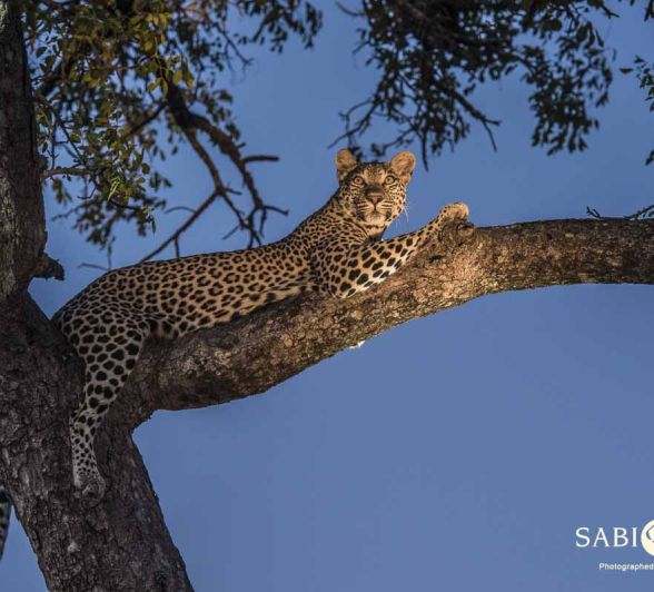 05Terry Ennever Ntsumi 21118 2 Final