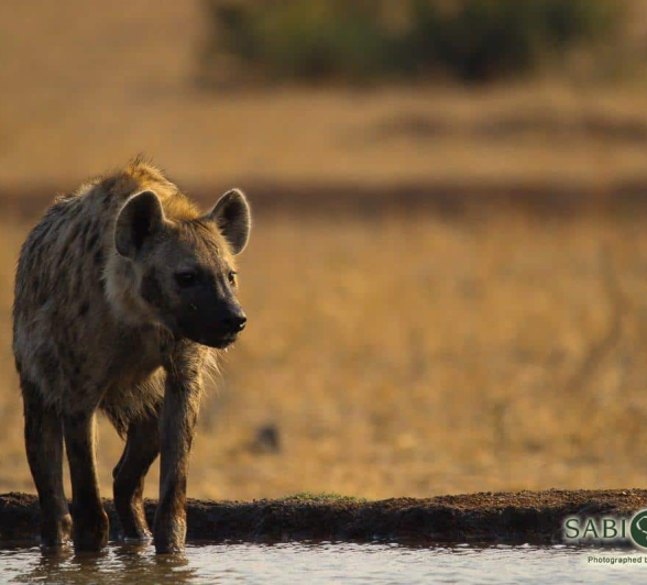 11Louise Murray 19092018 Hyena In Water Final