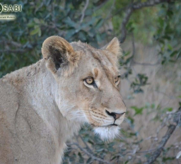 18 Ronald Mutero Sp 21082019 18 Ronald Mutero Sp 21082019