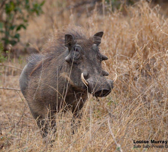 20Louise Murray Warthog 24092019 Final 20Louise Murray Warthog 24092019 Final