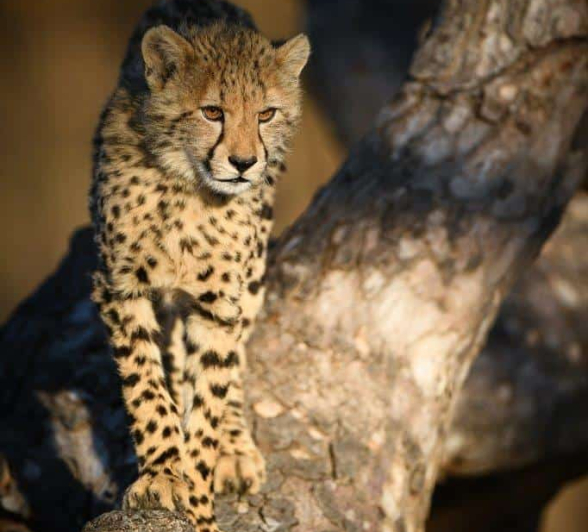 04Ally Ross 20200715 Cheetah 09 Portrait  Final 04Ally Ross 20200715 Cheetah 09 Portrait  Final