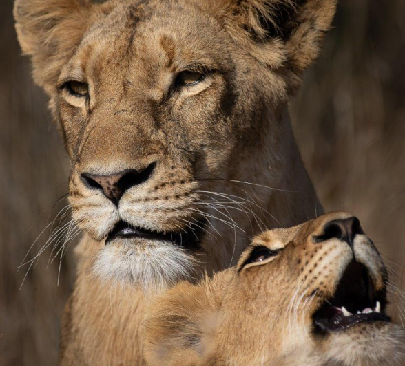 A02Graeme Stewart SP And Cub 040821 Final