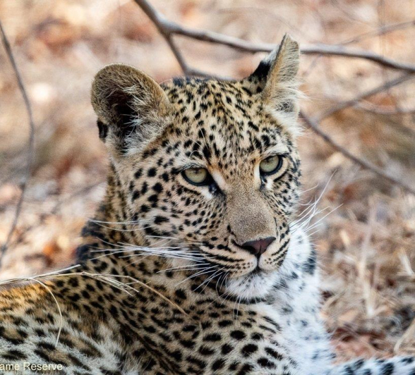 A30Ronald Mutero Ntsumi And Cub 09082021 11 Final