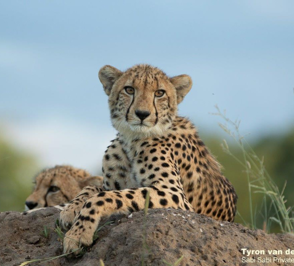 A15Tyron Van Der Walt Cheetah 100121 2 Final A15Tyron Van Der Walt Cheetah 100121 2 Final
