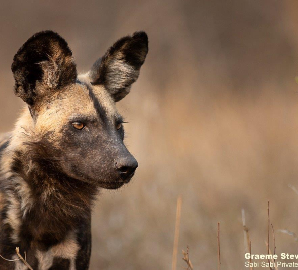 A02Graeme Stewart Wild Dog 200921 Final A02Graeme Stewart Wild Dog 200921 Final