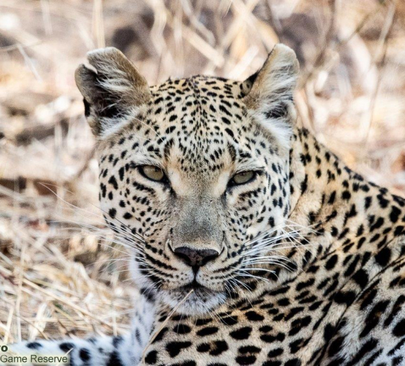 A34ronald Mutero Tsumi And Cub 27092021  6 Final A34ronald Mutero Tsumi And Cub 27092021  6 Final