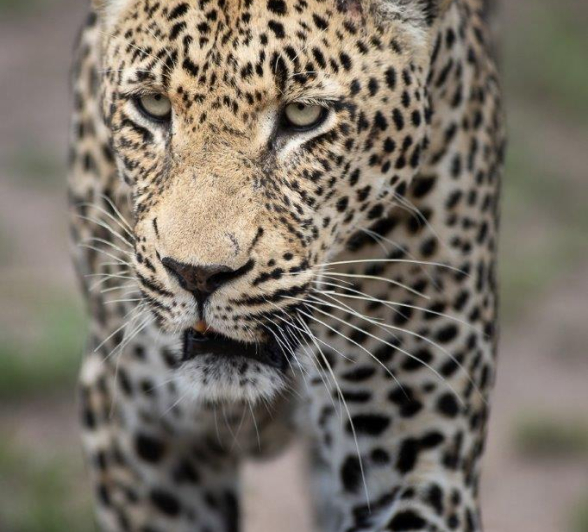 A25Graeme Stewart Nweti 101121 3  Final