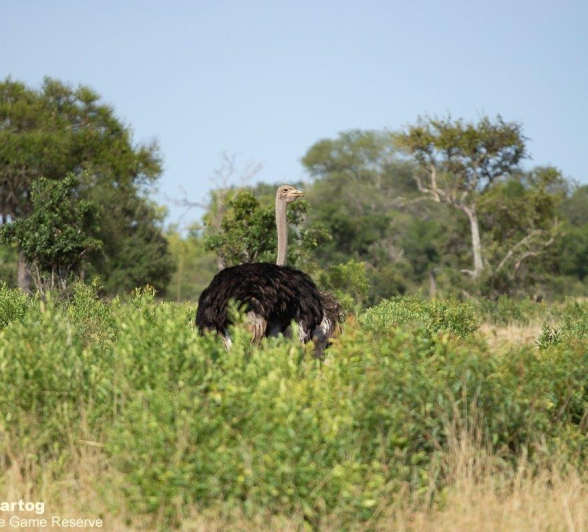 A27David Den Hartog Ostrich 14 03 2022 2 Final A27David Den Hartog Ostrich 14 03 2022 2 Final