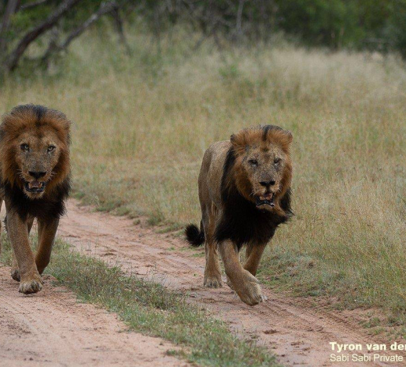 34Tyron Van Der Walt Birmingham Males 160420 3 Final