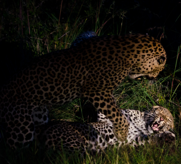 Leopards Mating 7 Leopards Mating 7