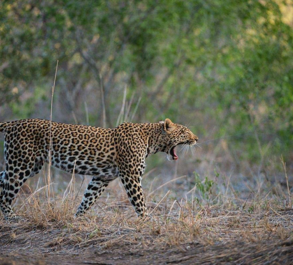 04Terry Ennever Hlarulini 7 3 16 04Terry Ennever Hlarulini 7 3 16