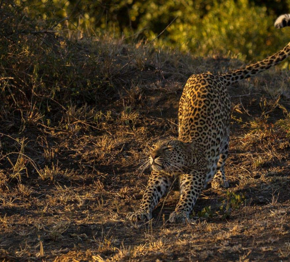 20Kyle Kigelia Bamba 6