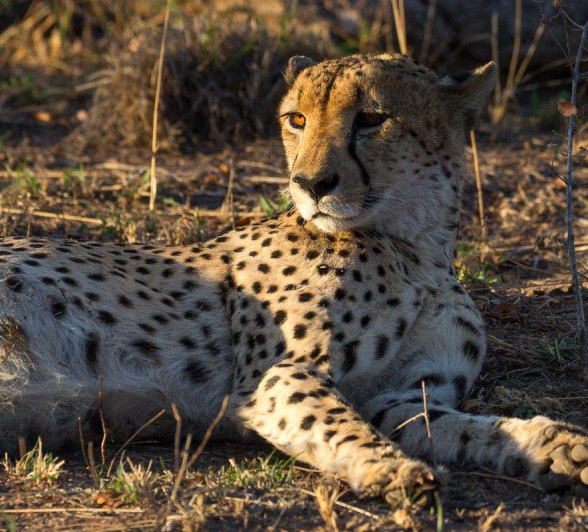 14Franscois Rosslee Cheetah 1