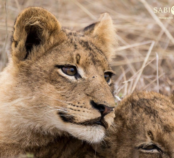 39Sheldon Hooper SP Cubs 26 06 17 Final