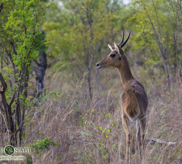 10Kevan Dobbie Reedbuck 091218 Final 10Kevan Dobbie Reedbuck 091218 Final